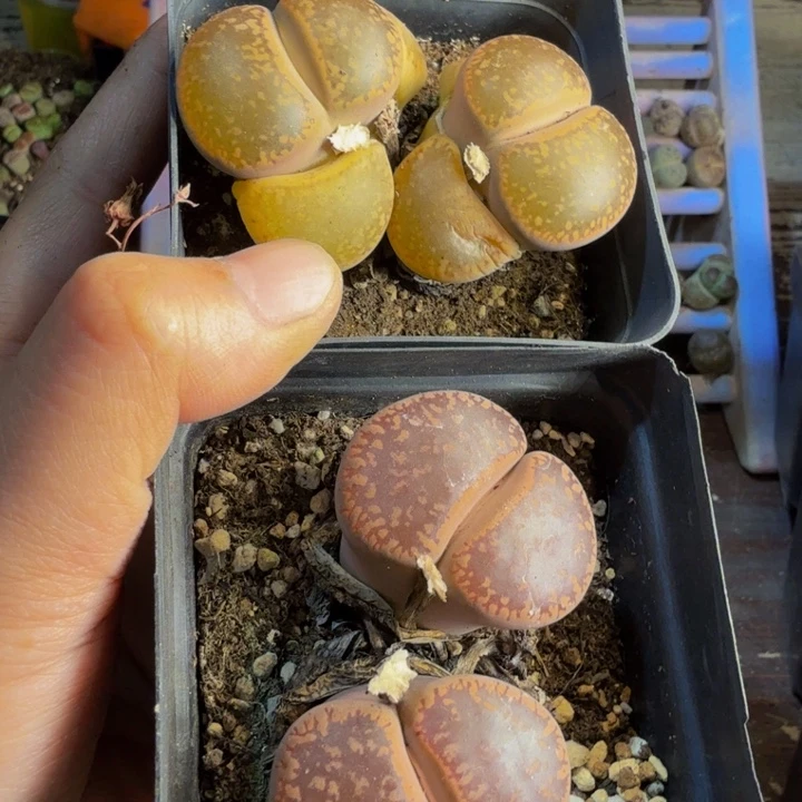 缘****！多肉葡萄的季节41