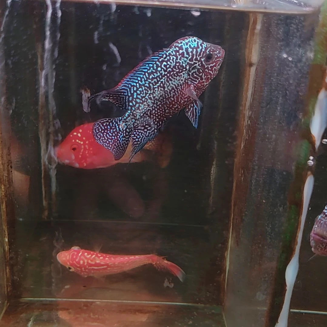 罗汉鱼鱼44444444444