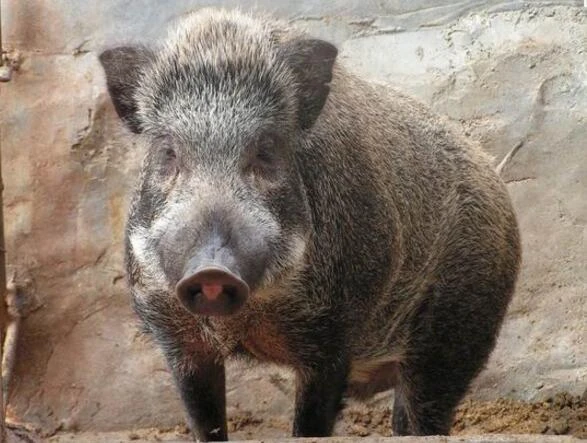 二代野猪肉喂养二年以上