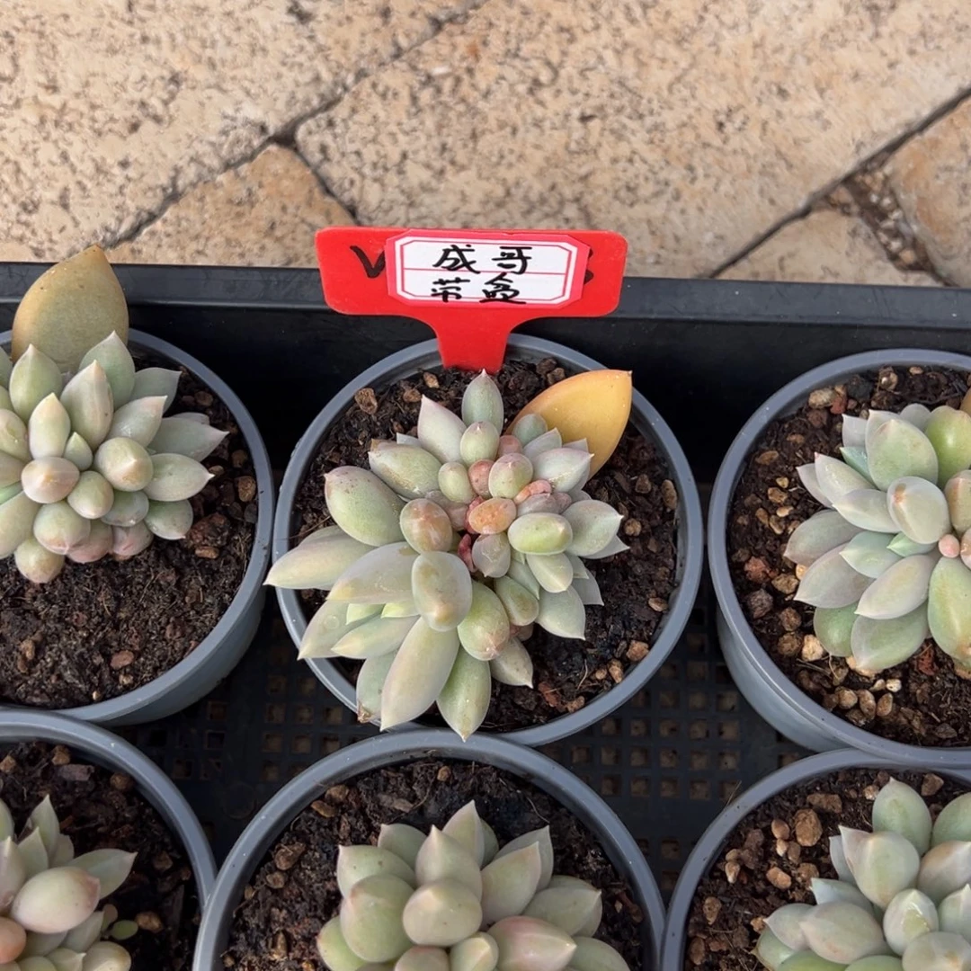 成***哥成哥带盆。