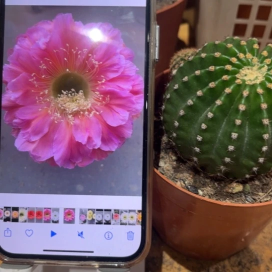 露露金刚15号6公分左右