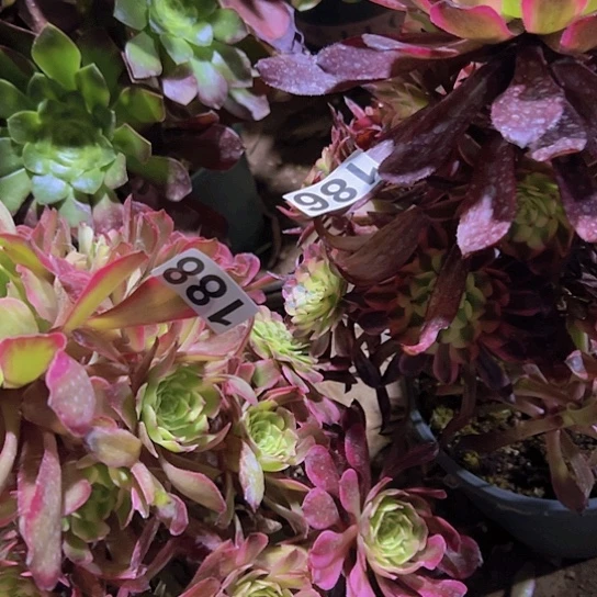 禹****苑多肉植物两个