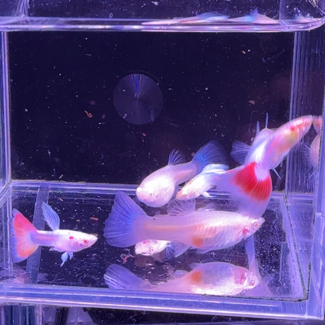 孔雀鱼火烧云3对孔雀鱼