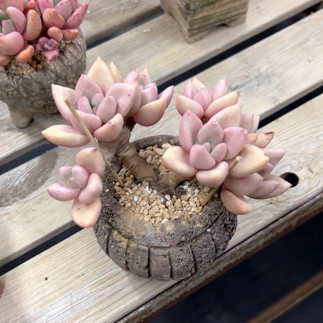 桃花源18 零零多肉植物