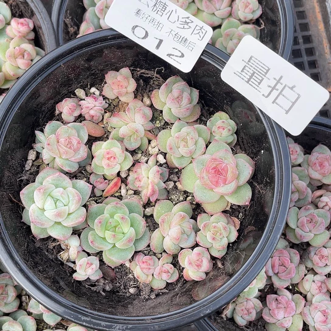 云糖心多肉植物12