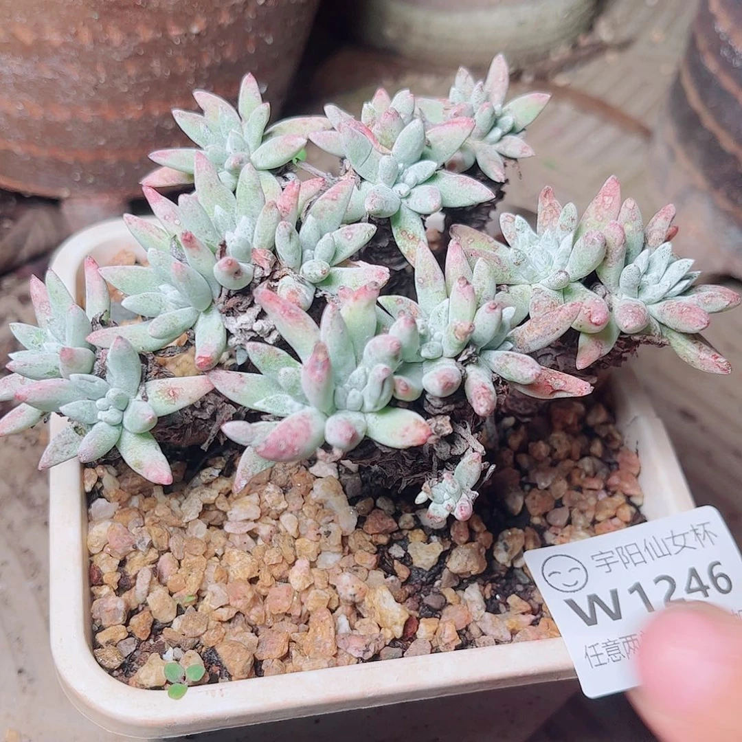 1246海瑟白菊多肉