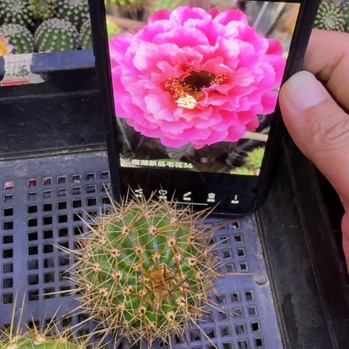 25毛花柱毛36歪5公分左右无根侧牙，20包邮