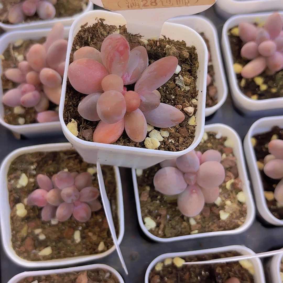 C209彩虹手指一物一拍