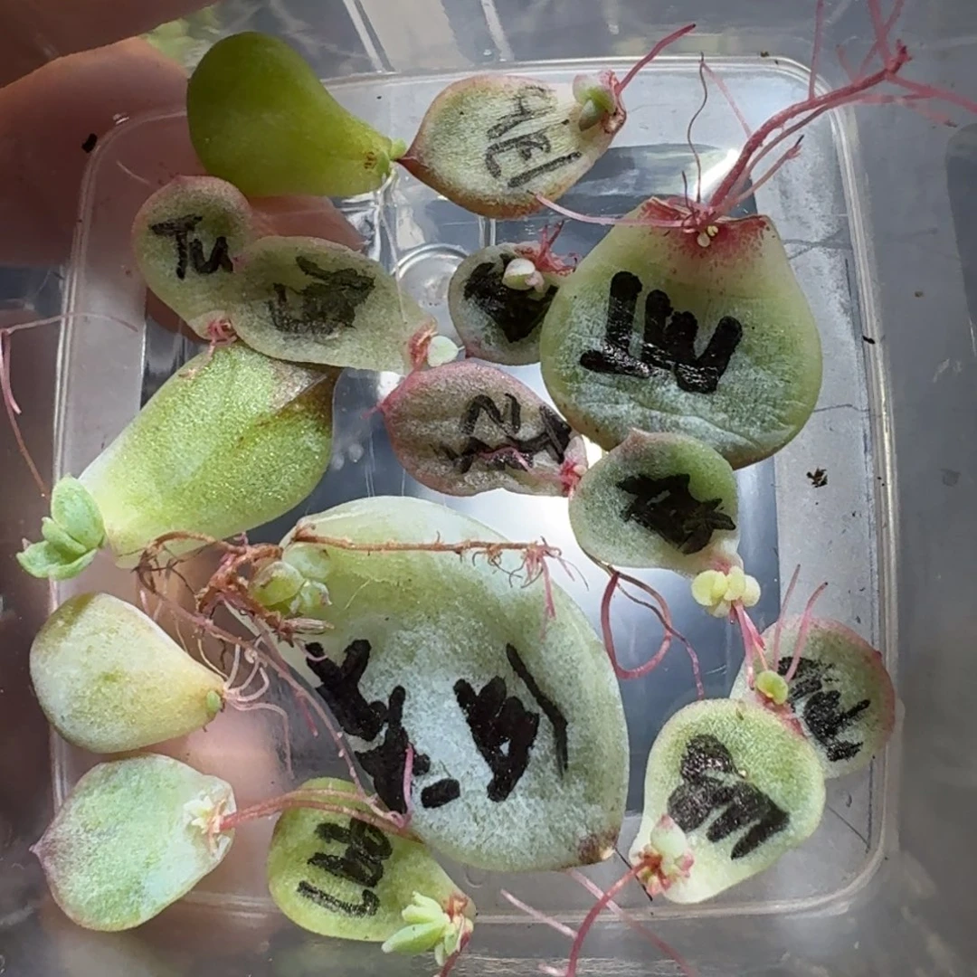 糖心珍妮发芽叶片一物一拍,5号