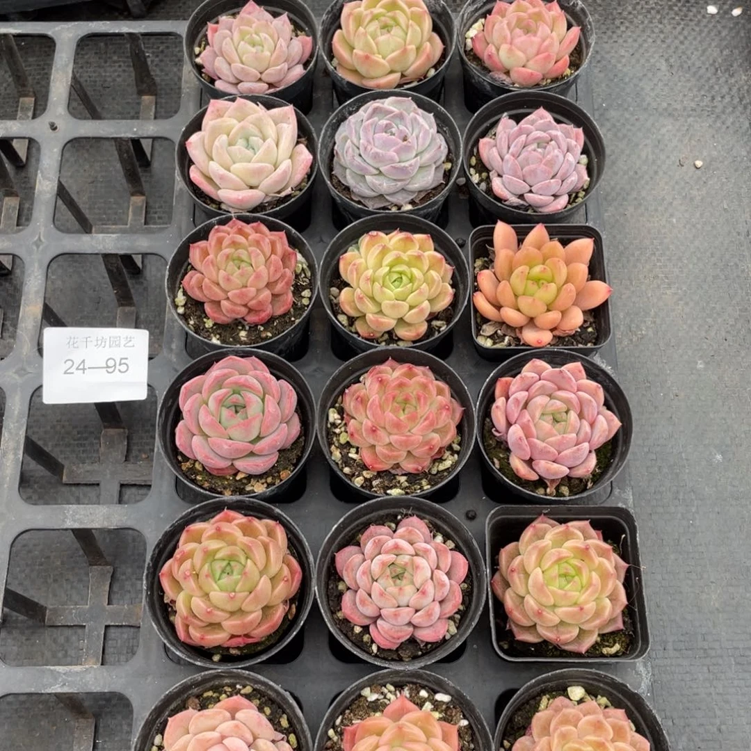 一物一拍18颗24-95