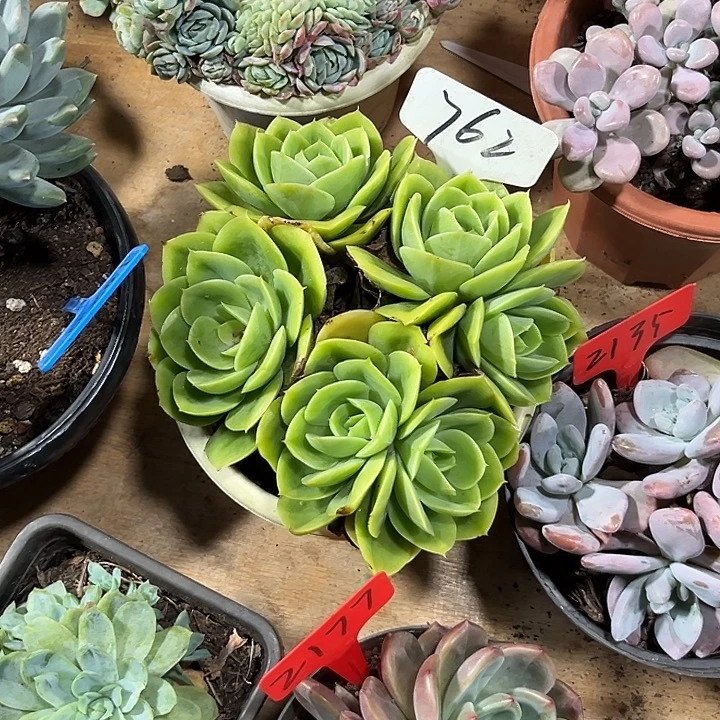 心***এ00000000000000762