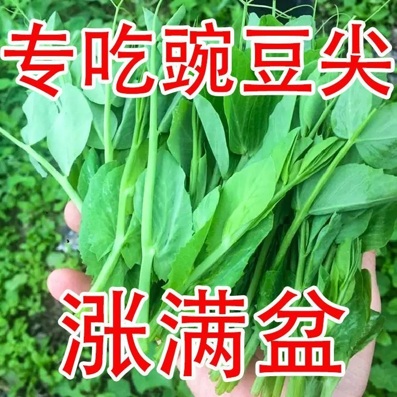 无须豌豆尖种子豌豆苗种子四季易种阳台盆栽芽苗菜春秋播蔬菜种子