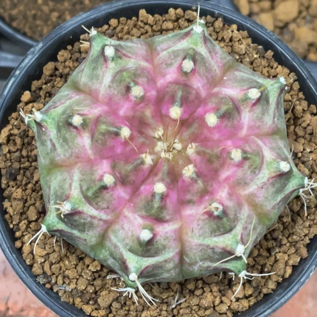 当前无花朵，栽培后可花朵包子紫粉轮回