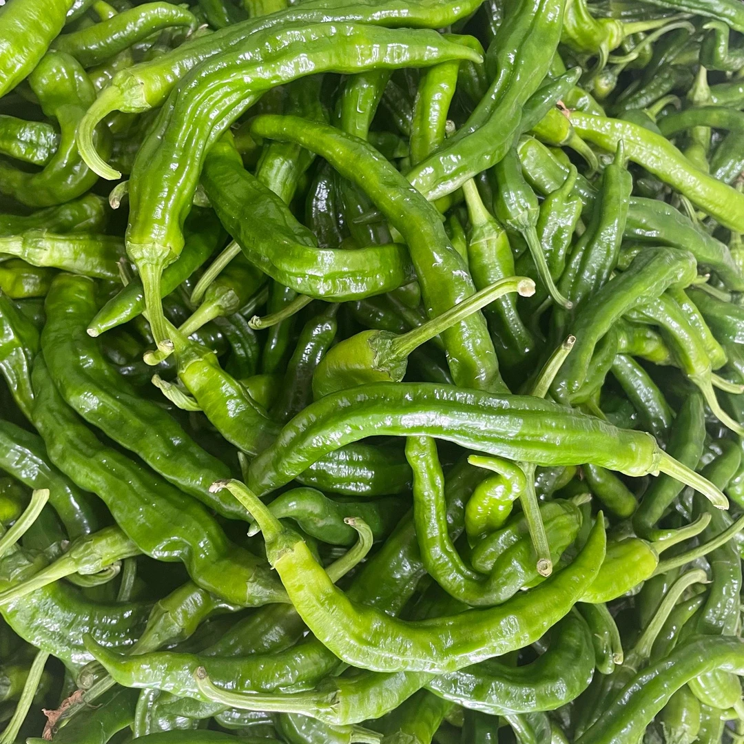 【头茬辣椒】湘赢辣椒湖南本地辣椒绿色认证基地新鲜采摘散装3斤