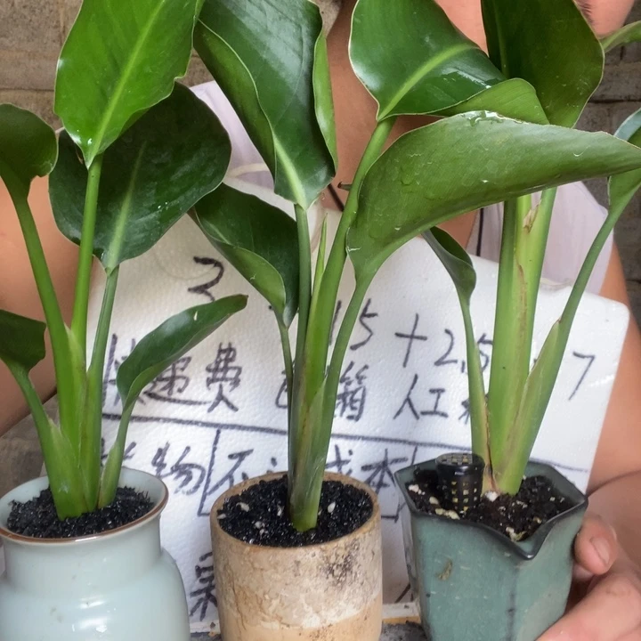 天堂鸟一盆器型随缘带盆发货
