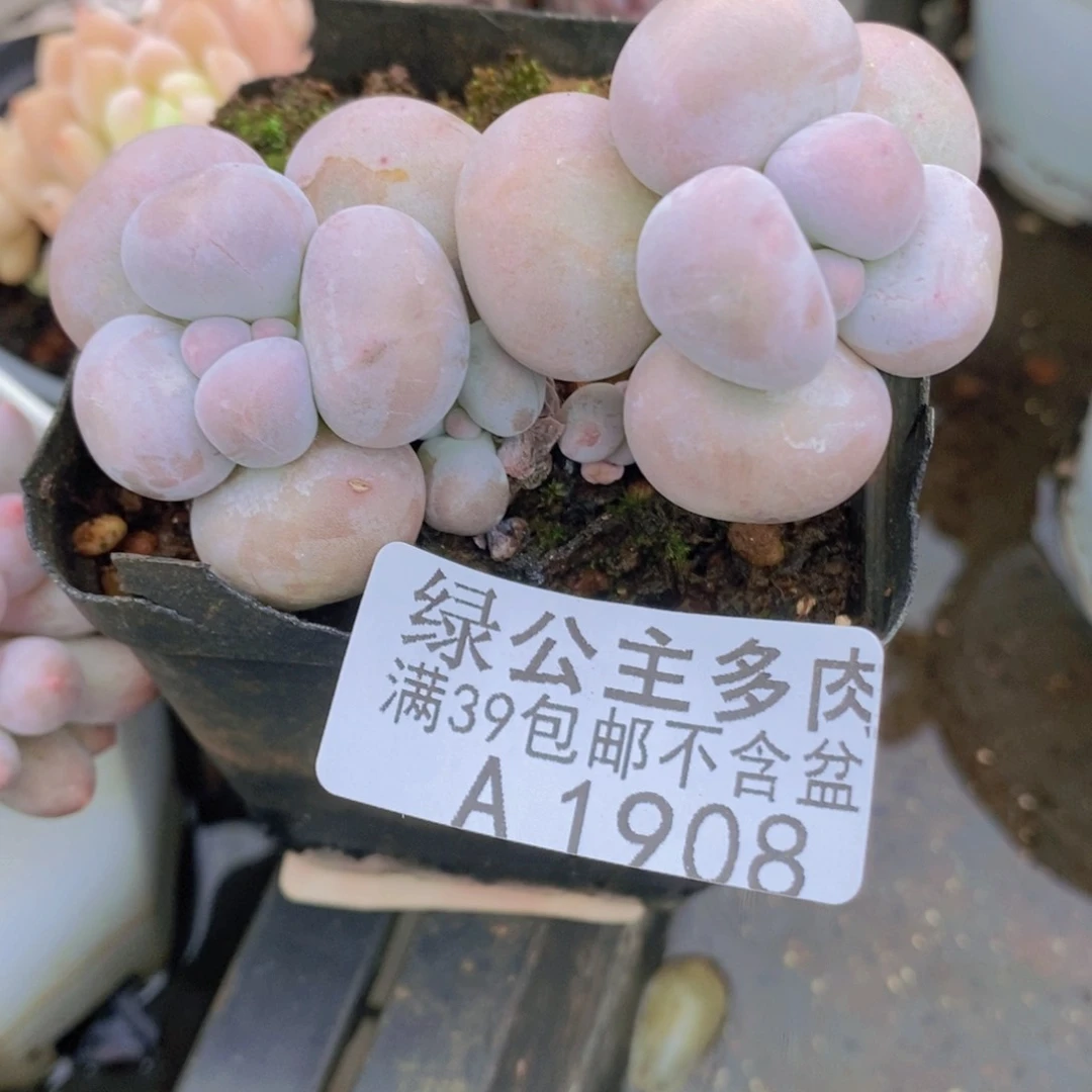 芭比奶洛5cm1908多肉植物