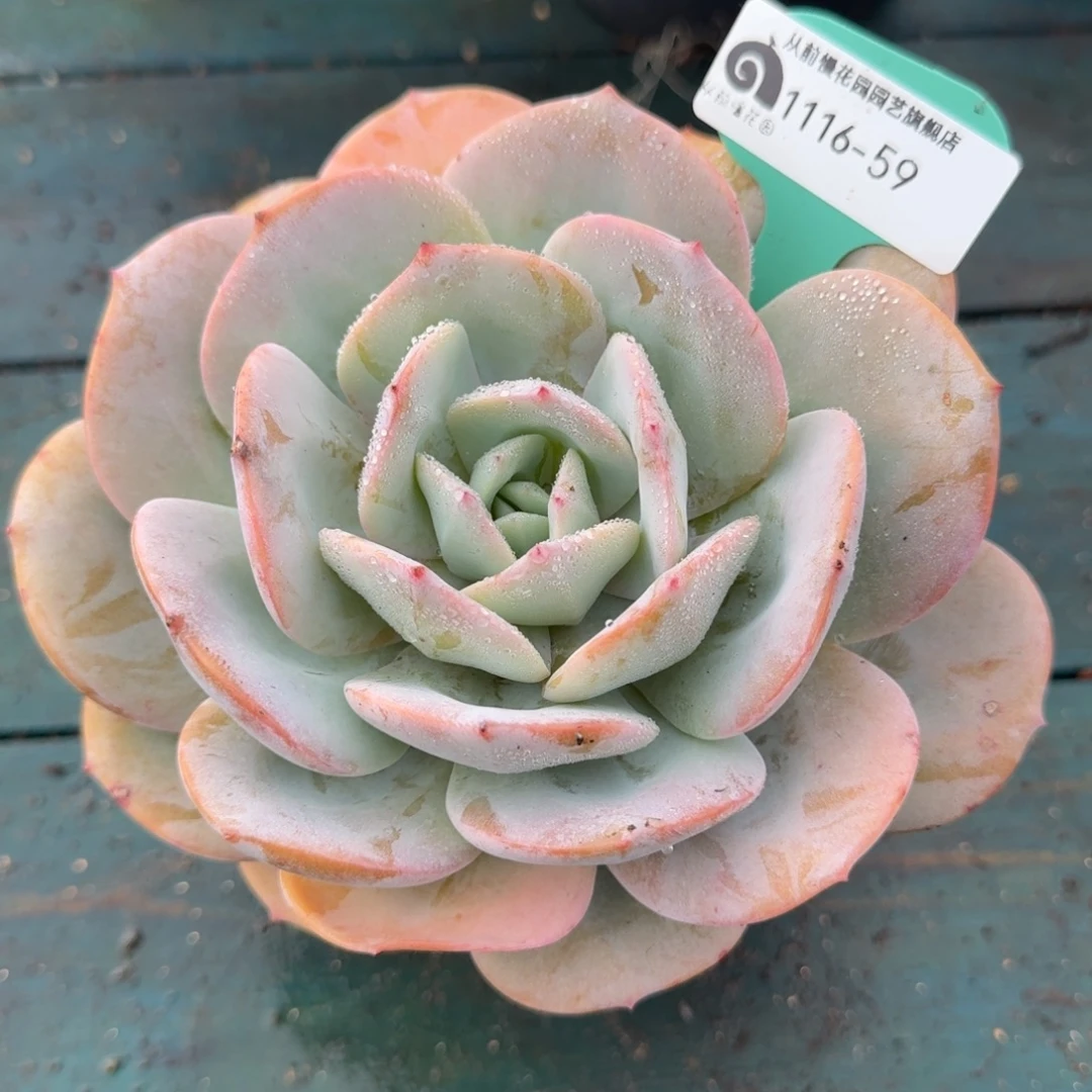 从前慢多肉精选编号1116.59