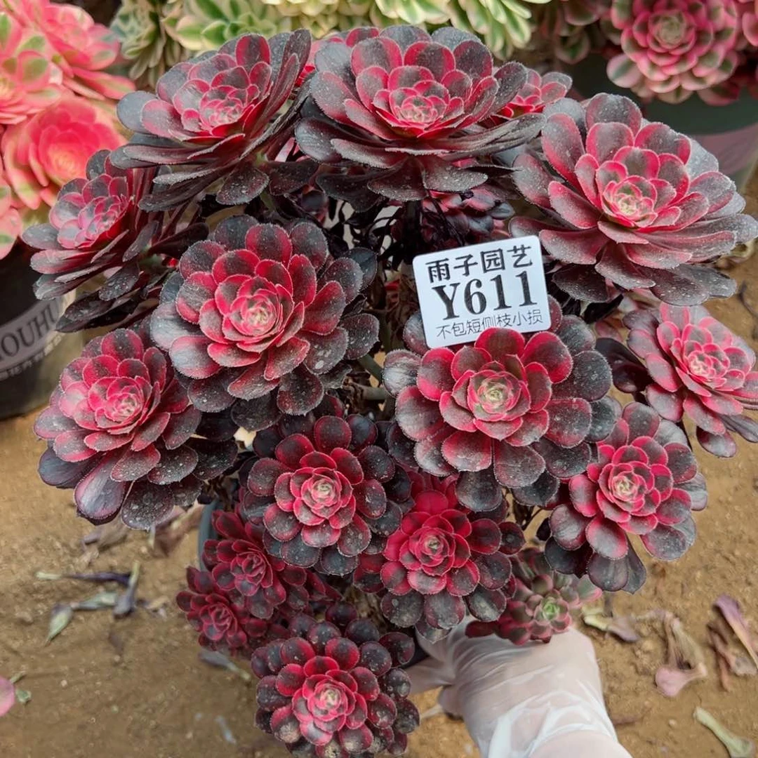 611香奈儿尺寸20左右