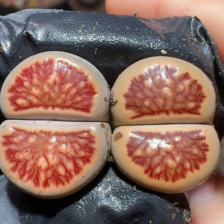 生石花11111。  95