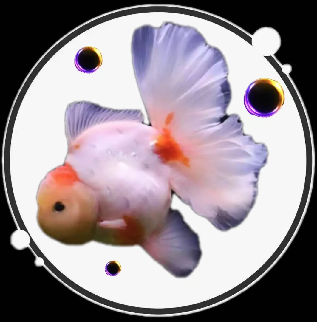 活体-精品-泰狮-金鱼-冷水观赏鱼-养殖场直邮耐活