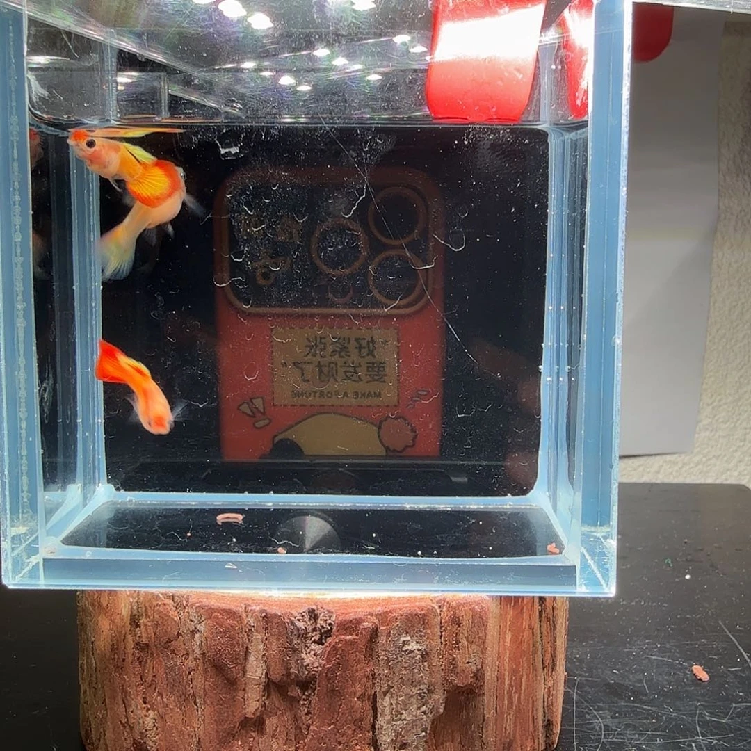 孔雀鱼玻璃猫孔雀鱼23