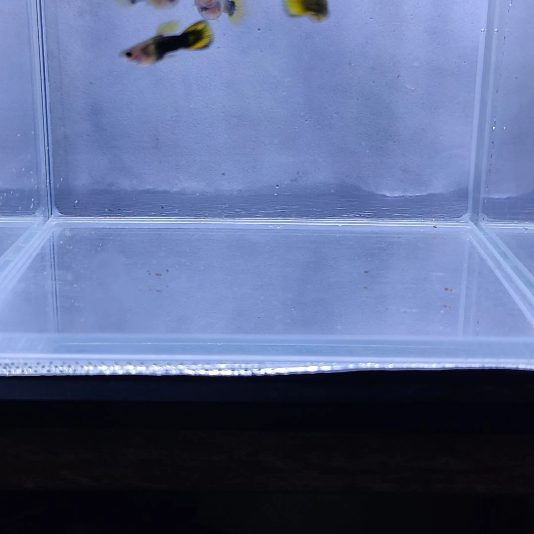孔雀鱼小蜜蜂玻璃猫孔雀鱼