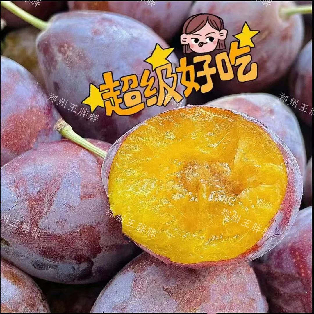 新疆法兰西西梅 嘎嘣脆 果粉超浓 净重2斤/4斤 每一颗都很甜
