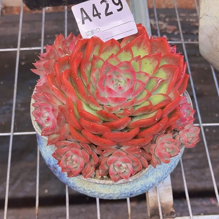 娇***妖在一片红绿色429色