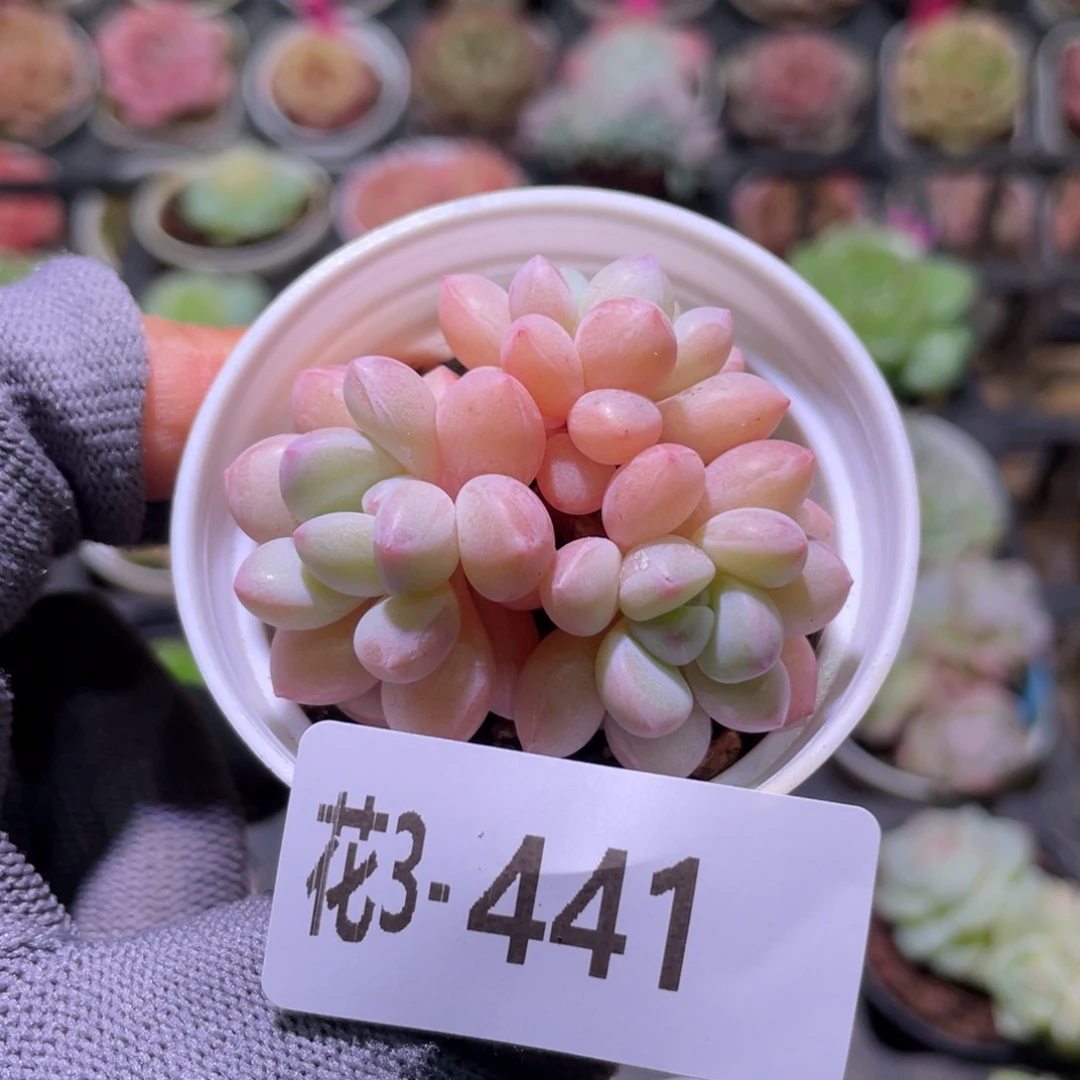 花利美3-441泡泡糖
