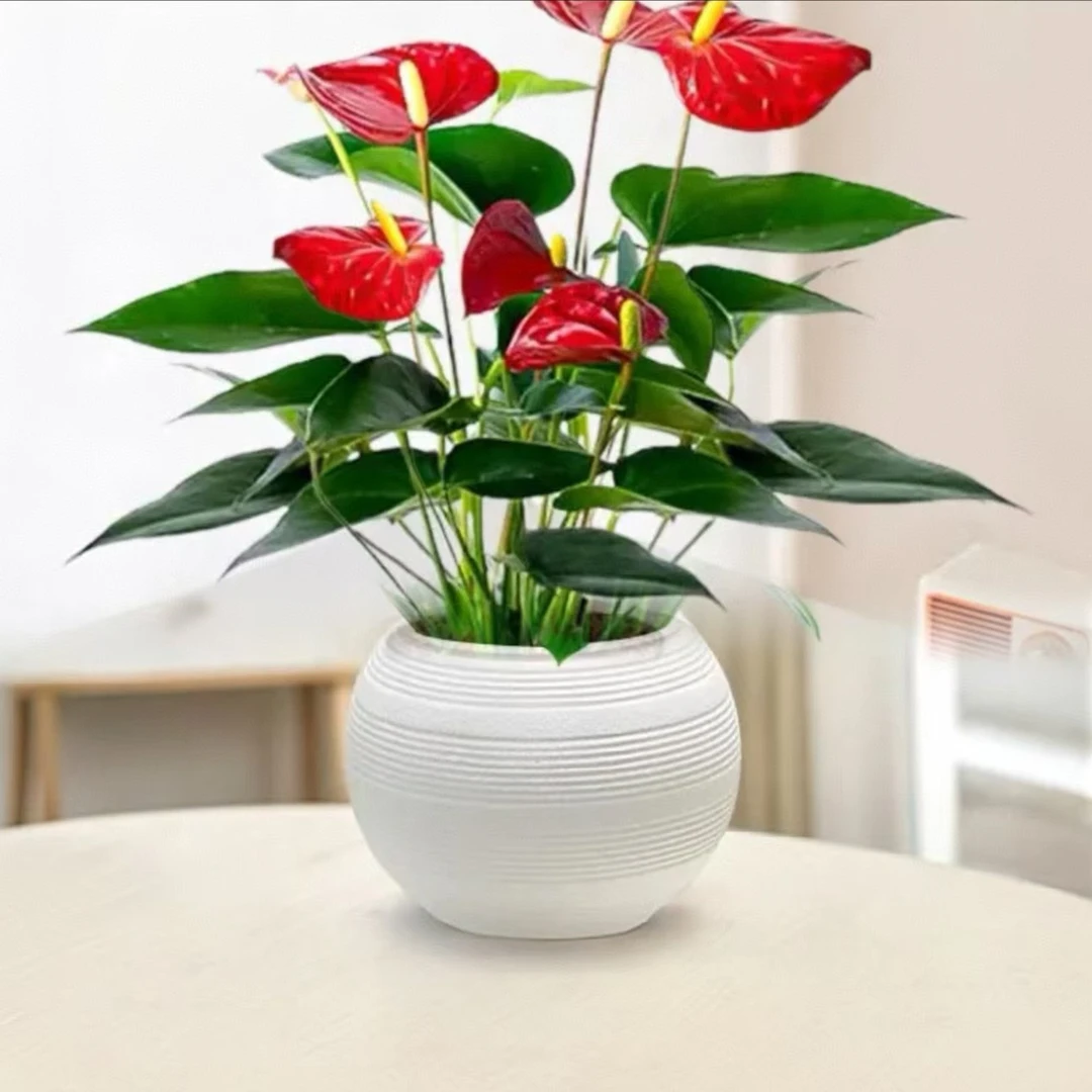 红掌4-6掌HC带花发货四季开花室内家居绿植鸿运当头好养花卉