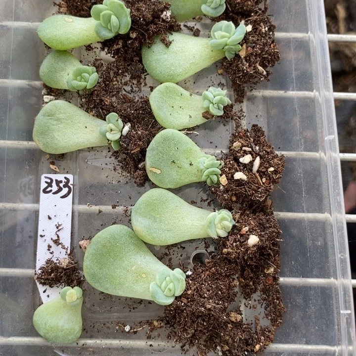 珍妮z53芽苗一个多肉