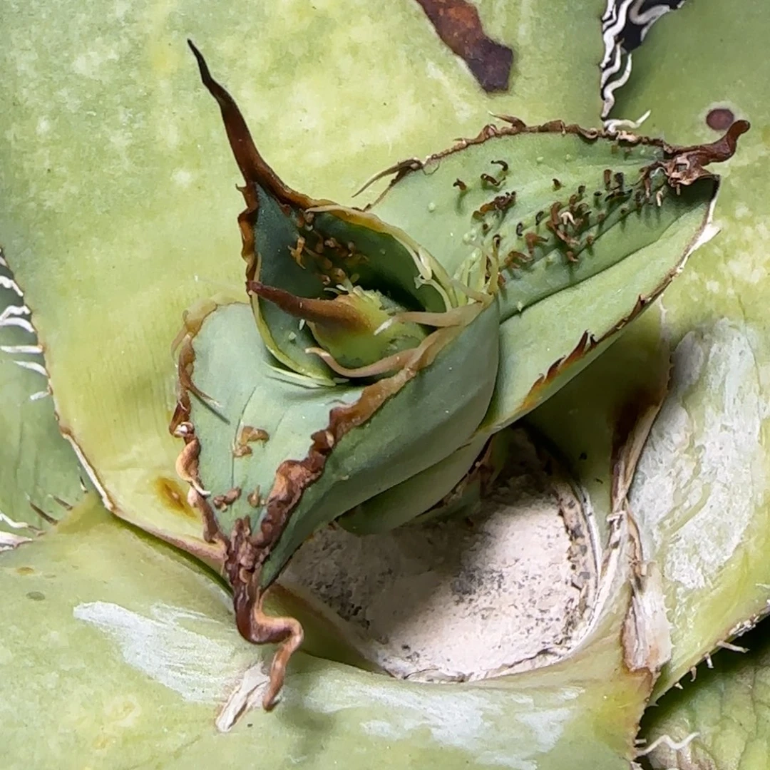 实生籽播顶芽流星大甲