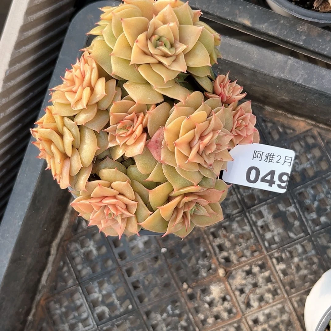 阿雅园艺。   049