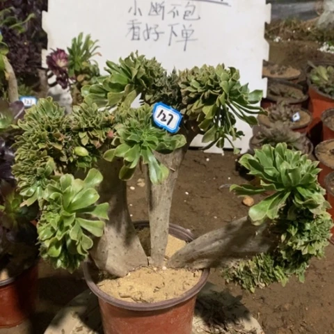 原始绿缀一物一拍