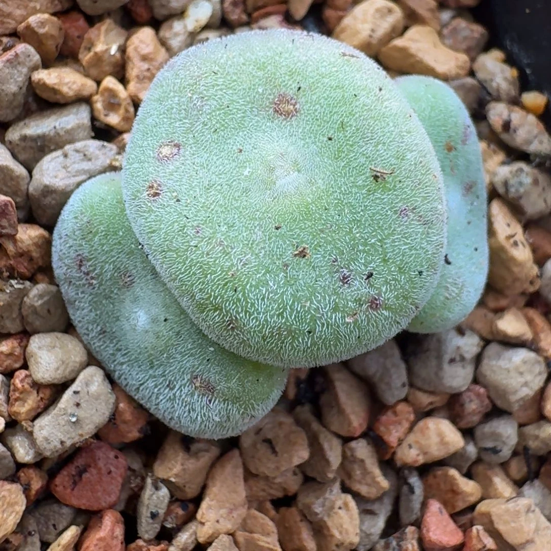 云缦精品番杏10.28 毛饼evj8512