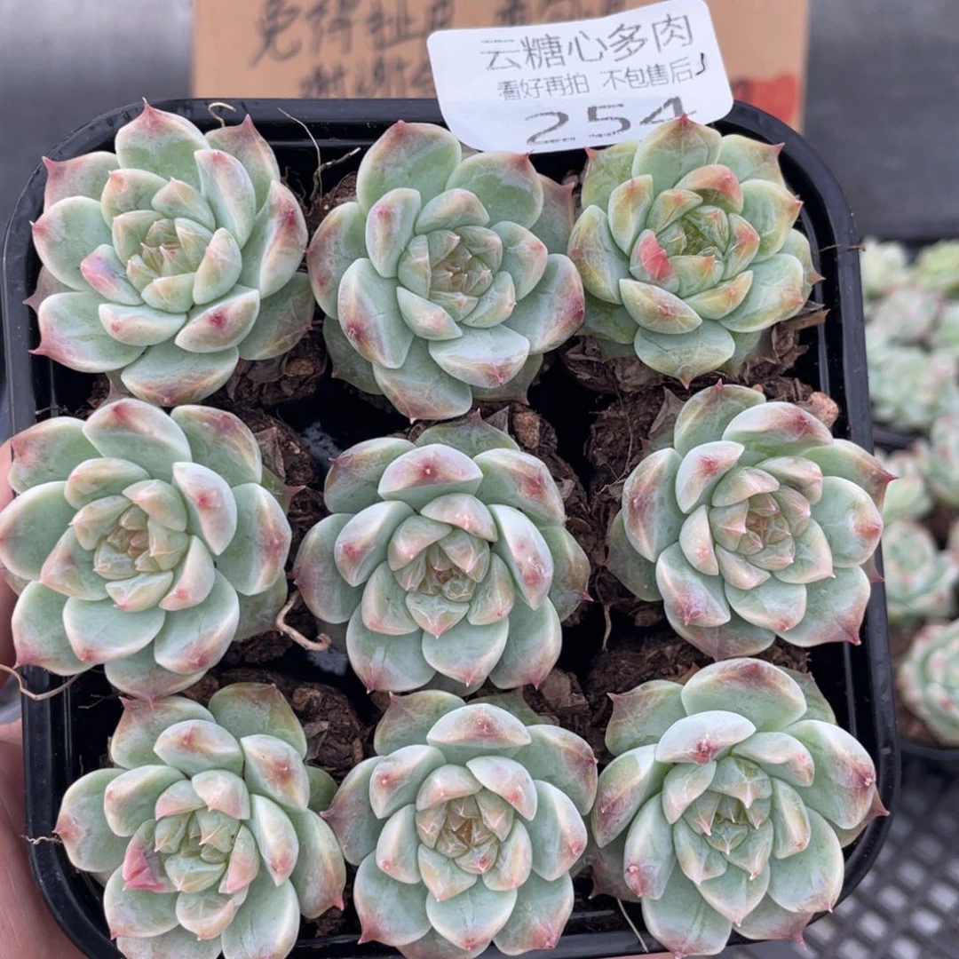 云糖心多肉植物254