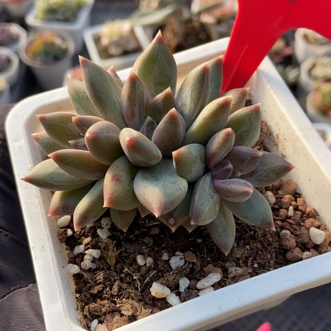 981重楼多肉植物多肉