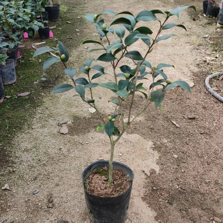 全部花苞迷茫的春天