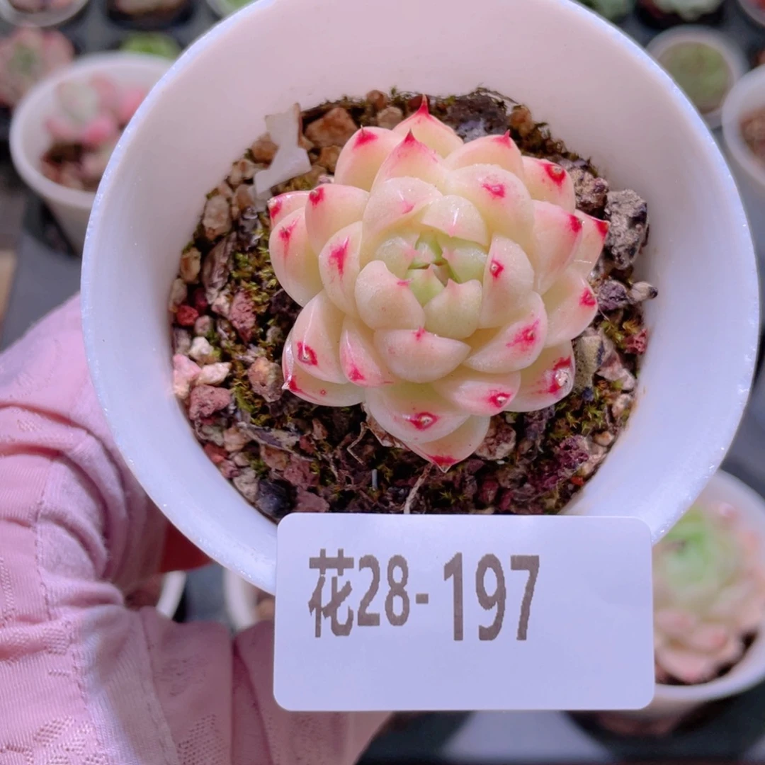 花利美28-197麦秆