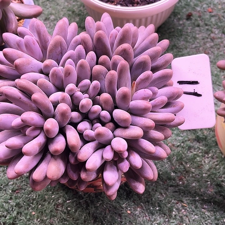 汤圆11号码牌子的话题终结者