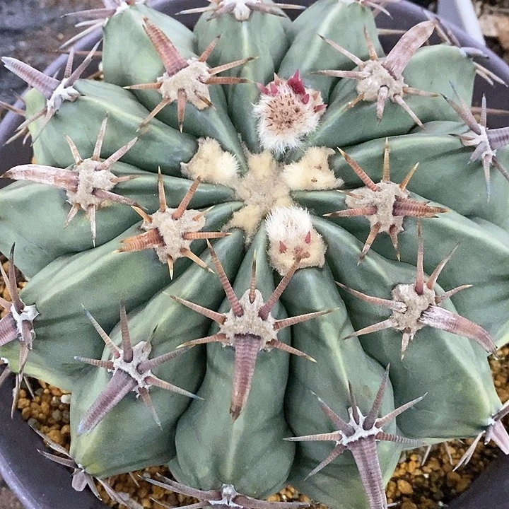 K****g孤品实生三割刺宽刺王凌波母本级