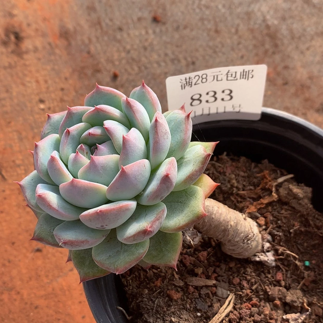 【闪购商品】云833号