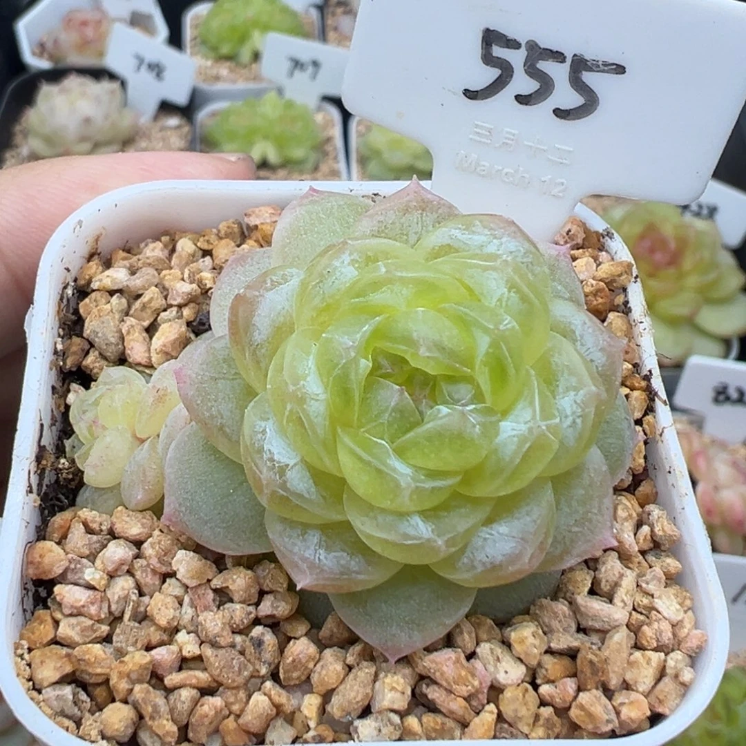 555号白冰带崽 晗雨