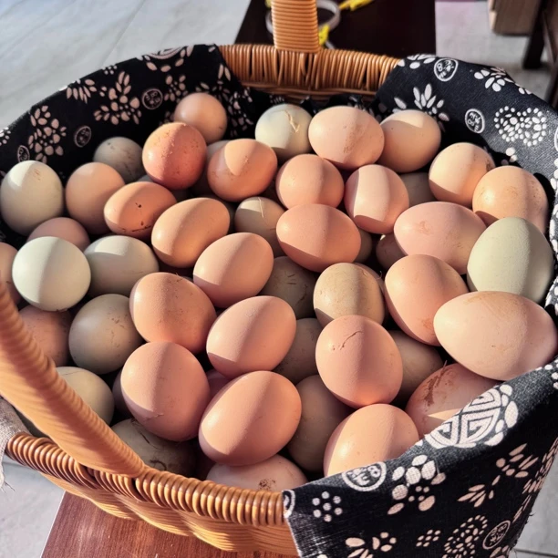 收购农家自养土鸡蛋粉壳绿壳土鸡蛋新鲜营养（粉壳绿壳混发）