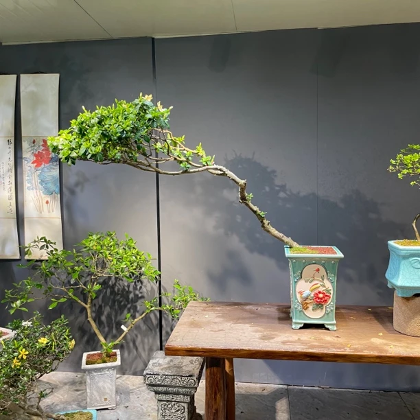 良田｜海岛栀子花老桩茶室茶空间飘枝意境