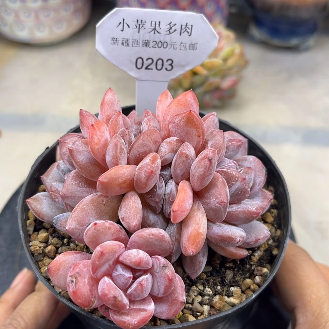 粉底紫心203/9cm5头