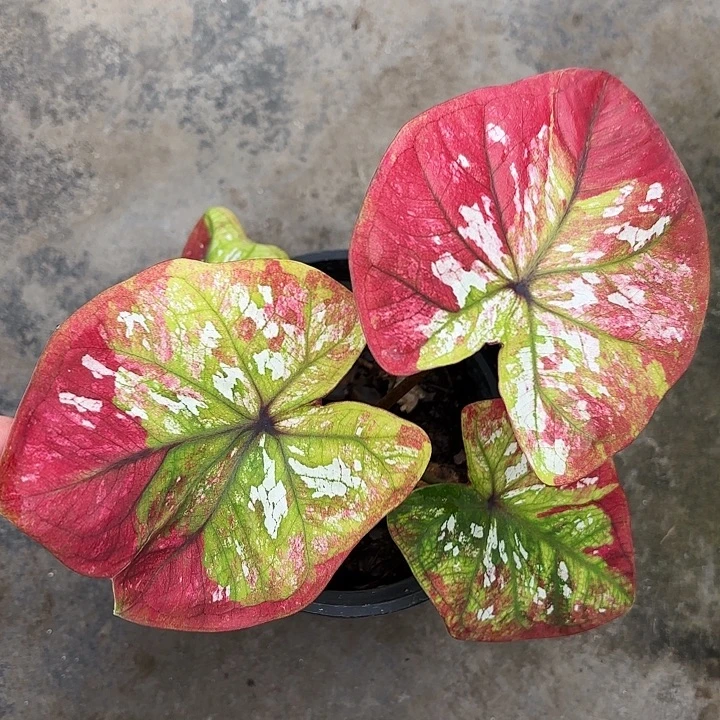 45-1229彩叶芋广东现货