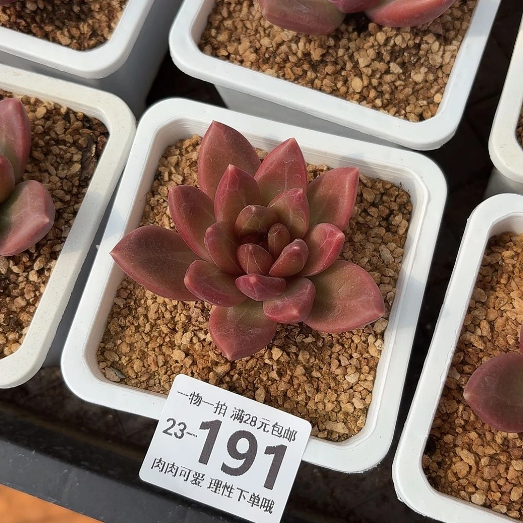 迷雾泡泡无盆发货多肉无