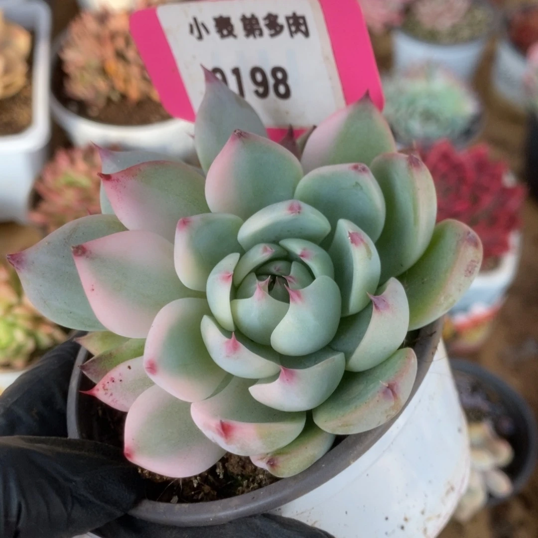 198吉娃娃锦锦锦锦锦