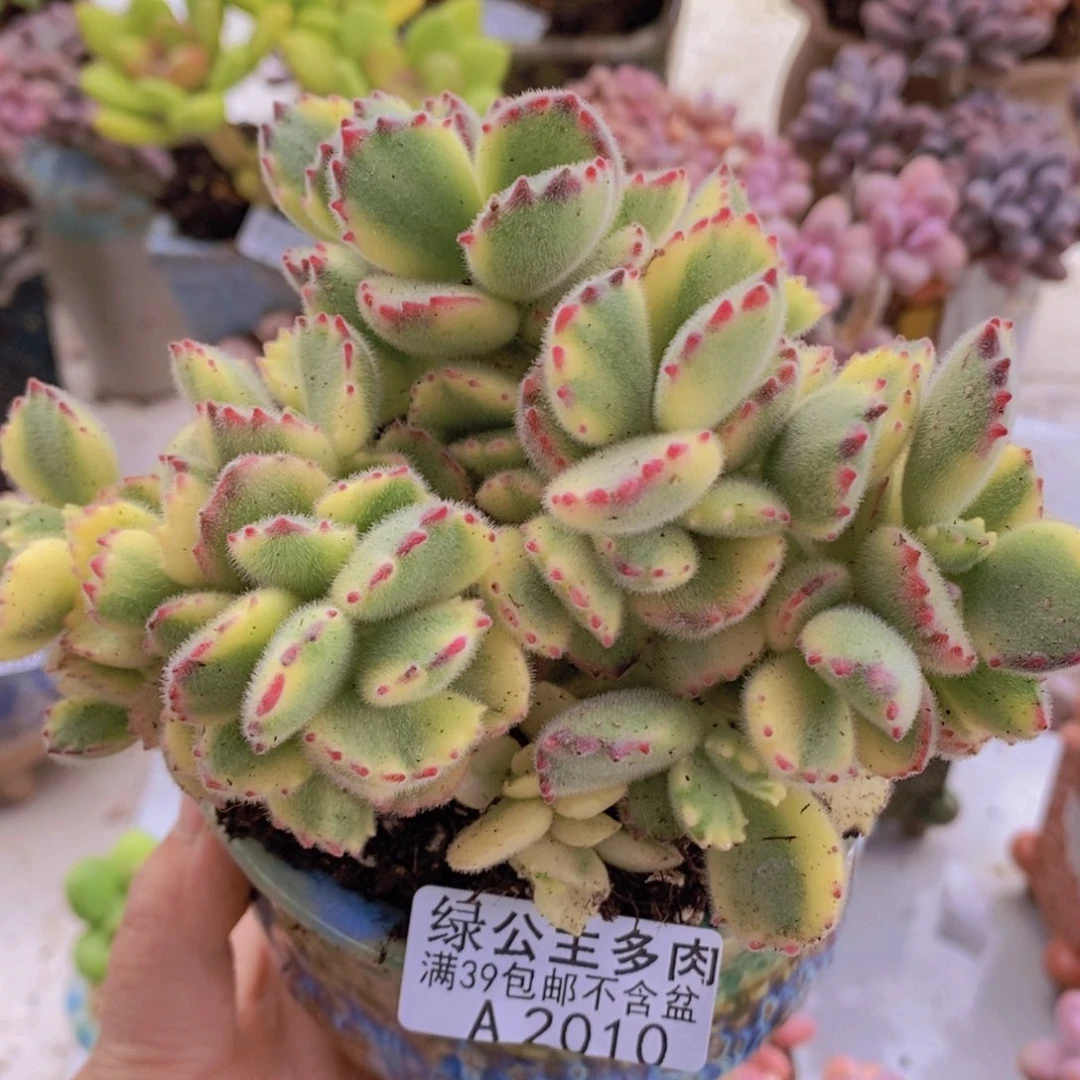 彩熊不包整12cm2010多肉酱
